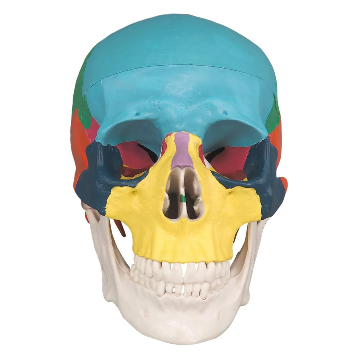 Medarchitect Color Coded Skull Model for Medical Students