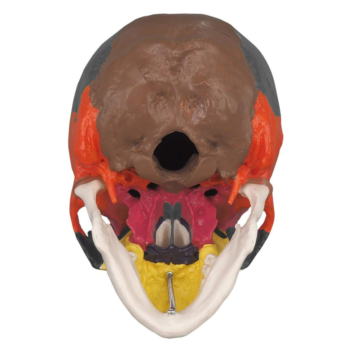 Medarchitect Color Coded Skull Model for Medical Students