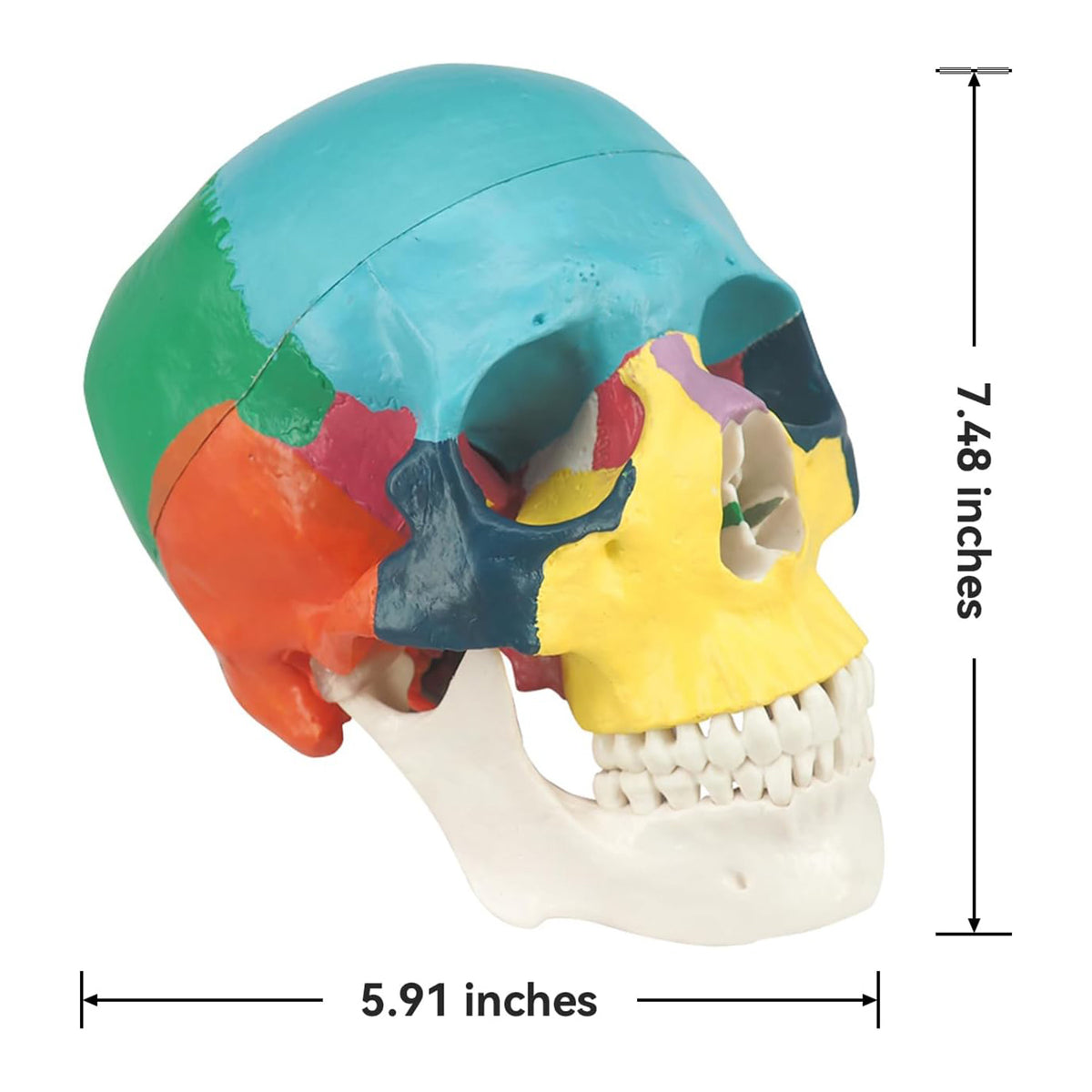 Medarchitect Color Coded Skull Model for Medical Students