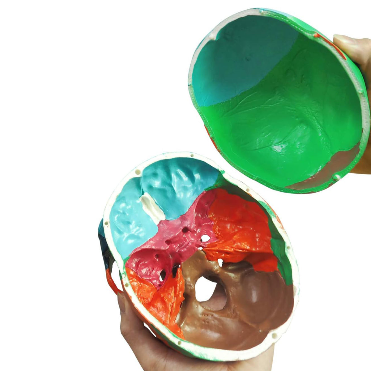 Medarchitect Color Coded Skull Model for Medical Students
