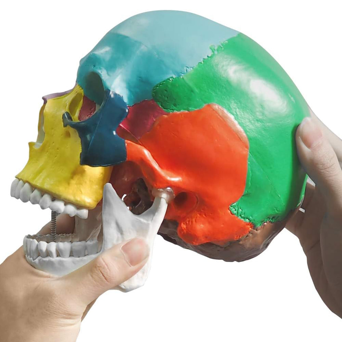 Medarchitect Color Coded Skull Model for Medical Students
