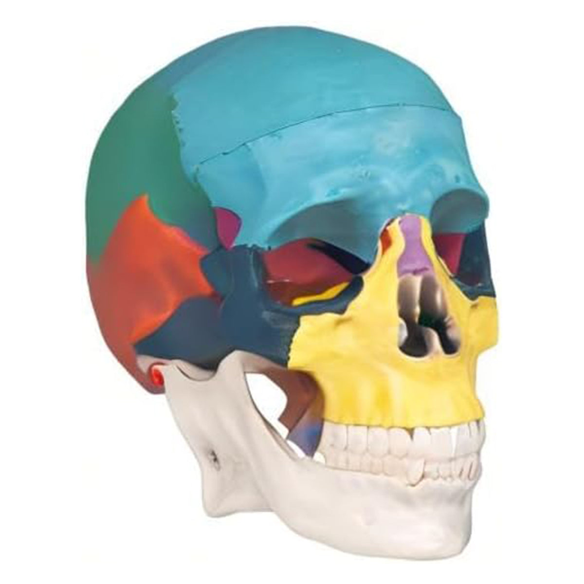 Medarchitect Color Coded Skull Model for Medical Students