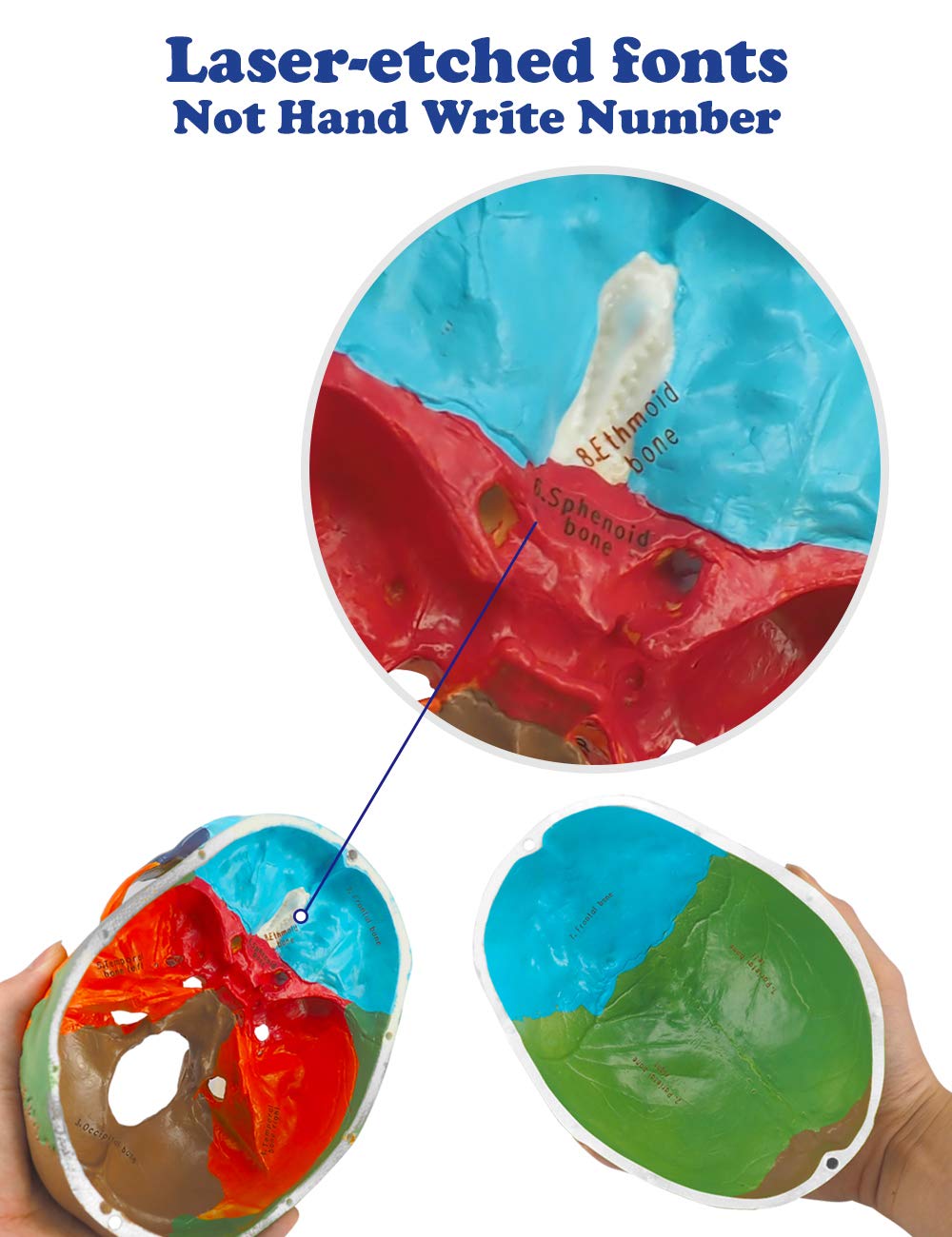 Colored Skull Model with Laser-etched Fonts