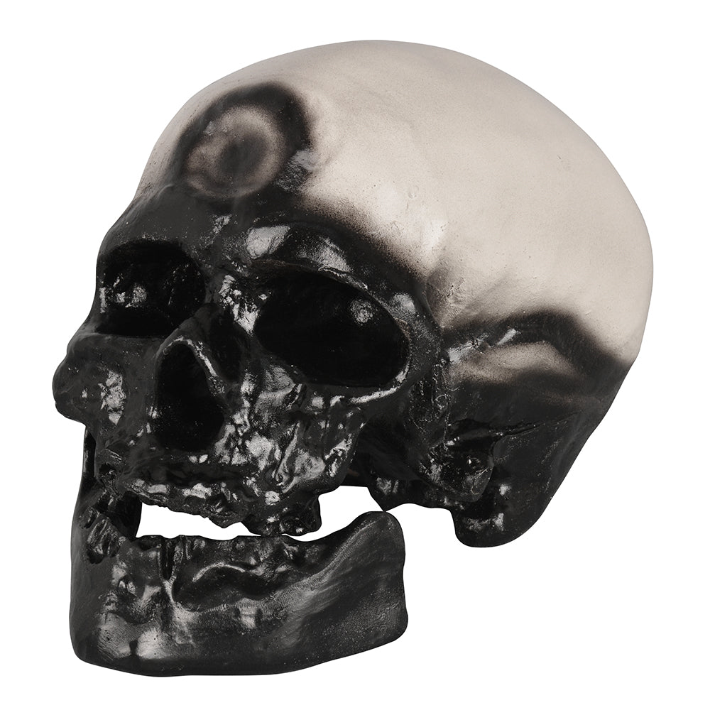 Cro-Magnon Skull Displayed for Exhibits