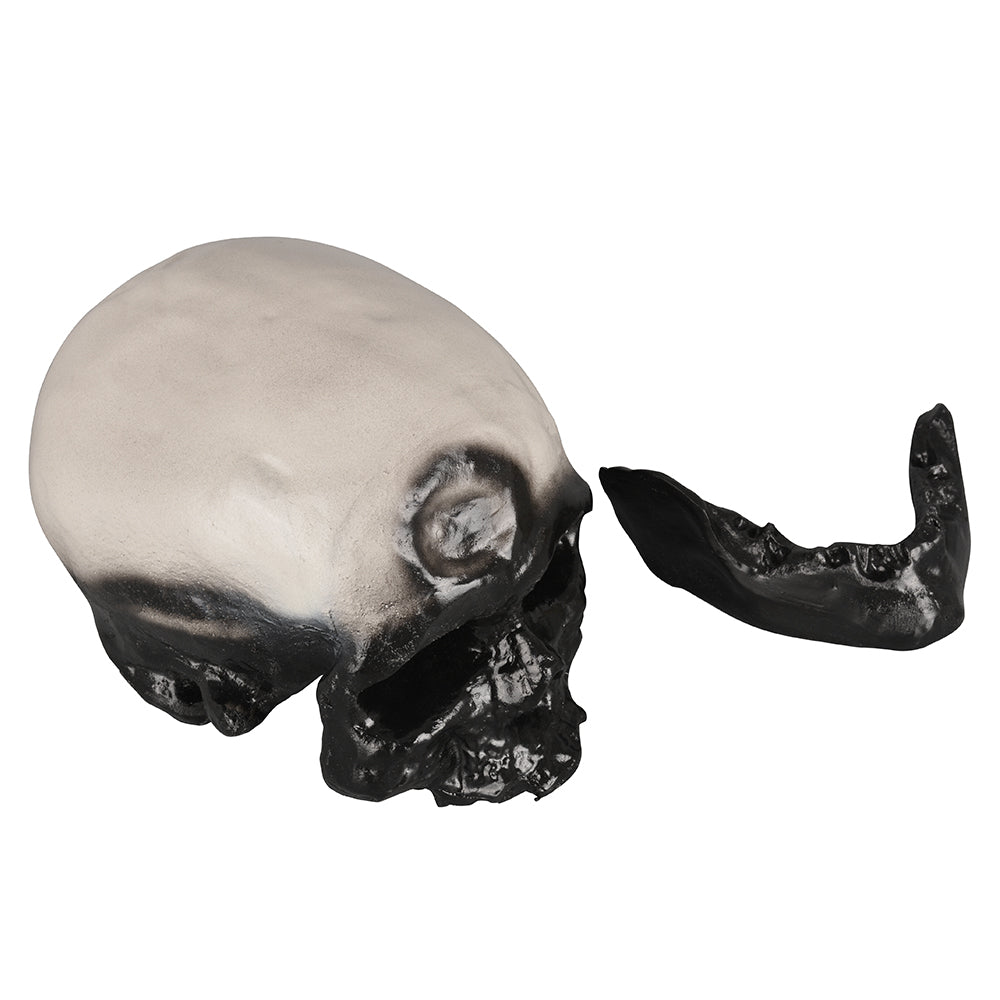Cro-Magnon Skull Model Used In Classrooms