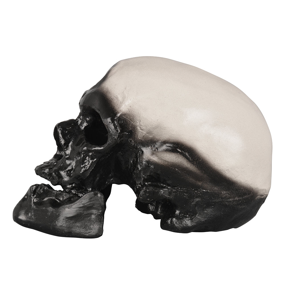 Cro-Magnon Skull Replica For Scientific Research