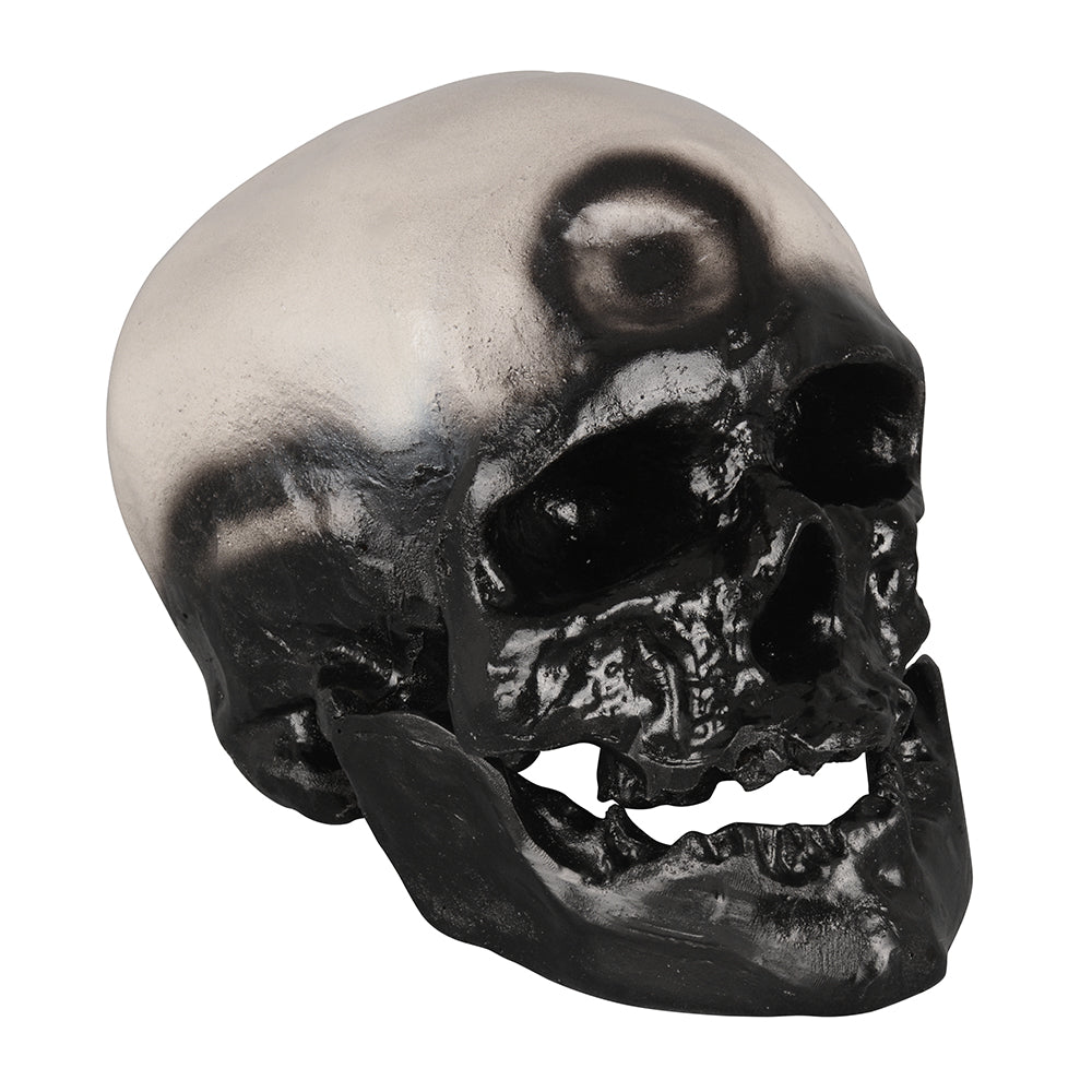 Cro-Magnon Skull Used By Educators Teaching