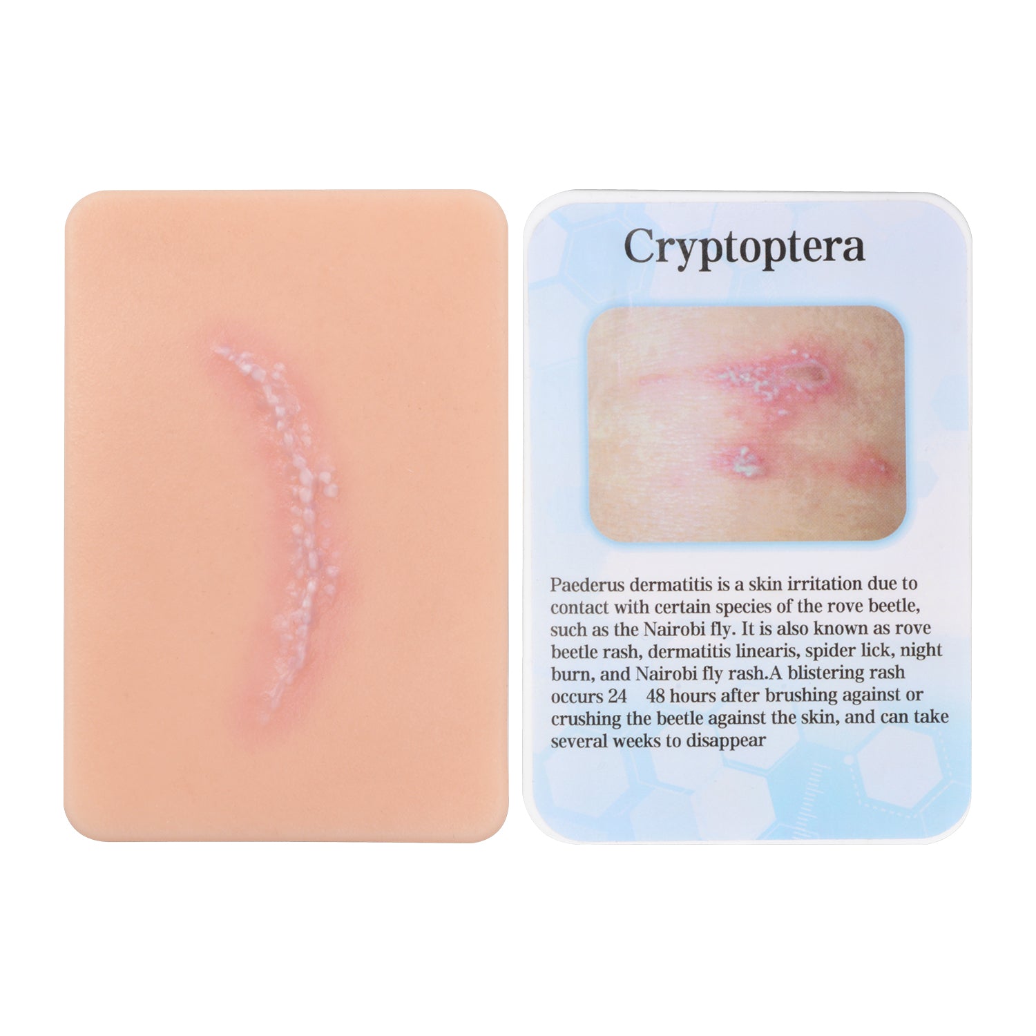 Cryptoptera Bite Wound Simulation Model