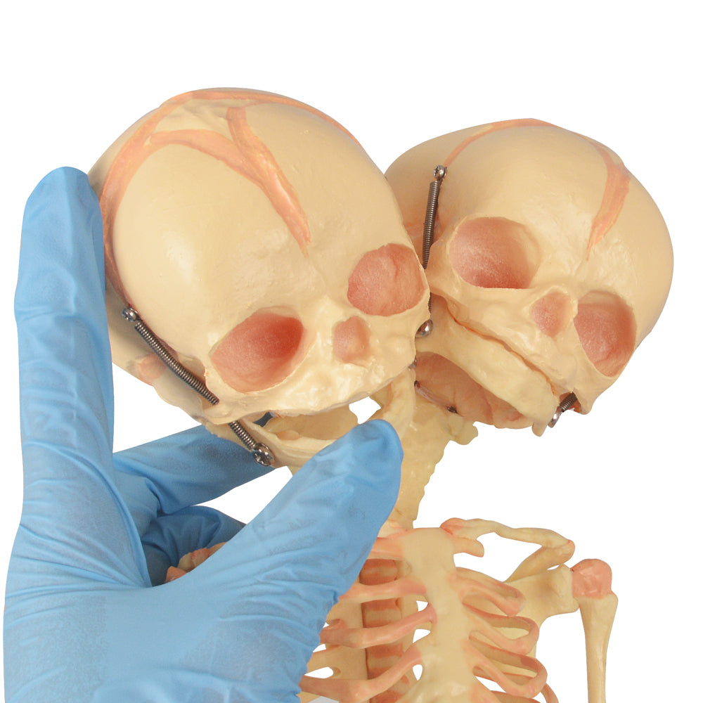 Double Head Infant Skeleton Anatomy Model
