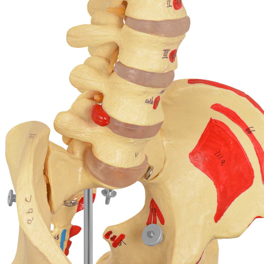 Life-Size 170 cm Human Skeleton Model with Colored Ligaments – Anatomical Teaching & Medical Education Tool - [shop_medarchitect]
