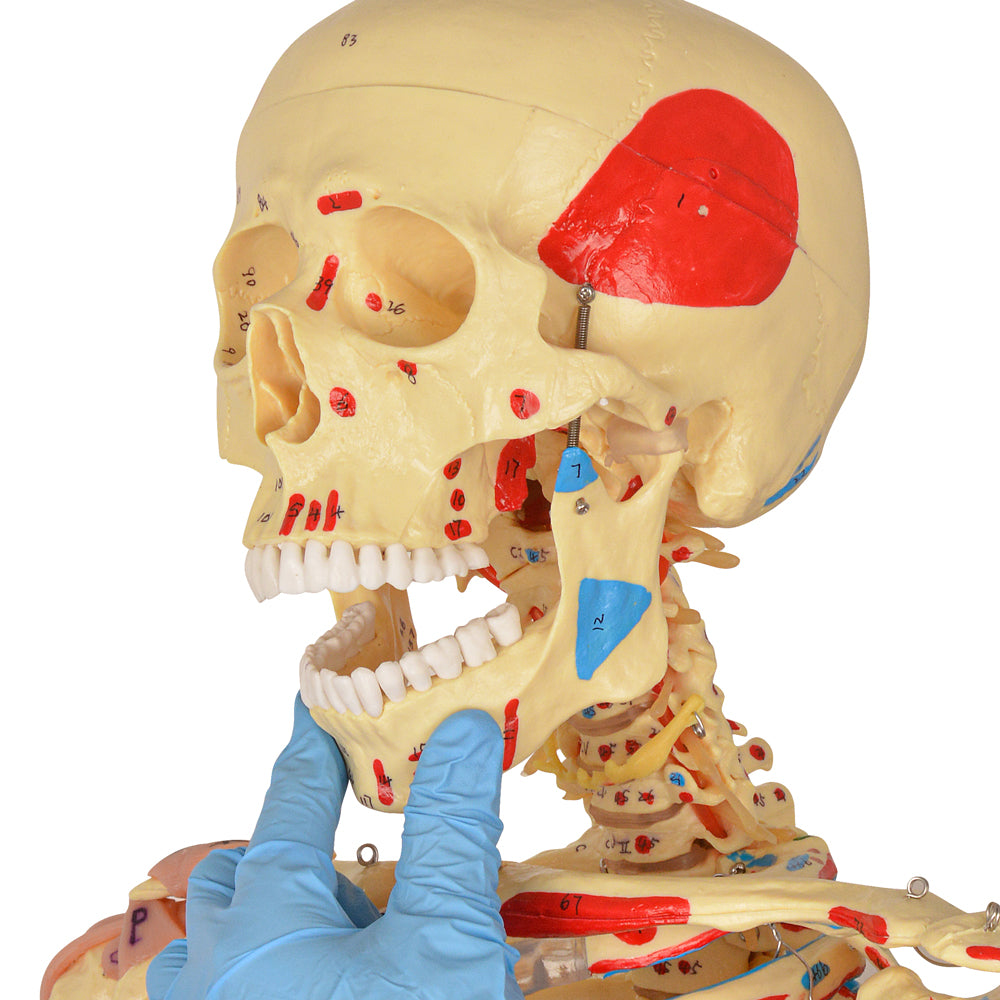 Life-Size 170 cm Human Skeleton Model with Colored Ligaments – Anatomical Teaching & Medical Education Tool - [shop_medarchitect]