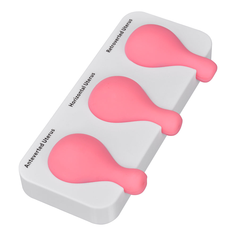 D&C Uterus Model For OB GYN Training