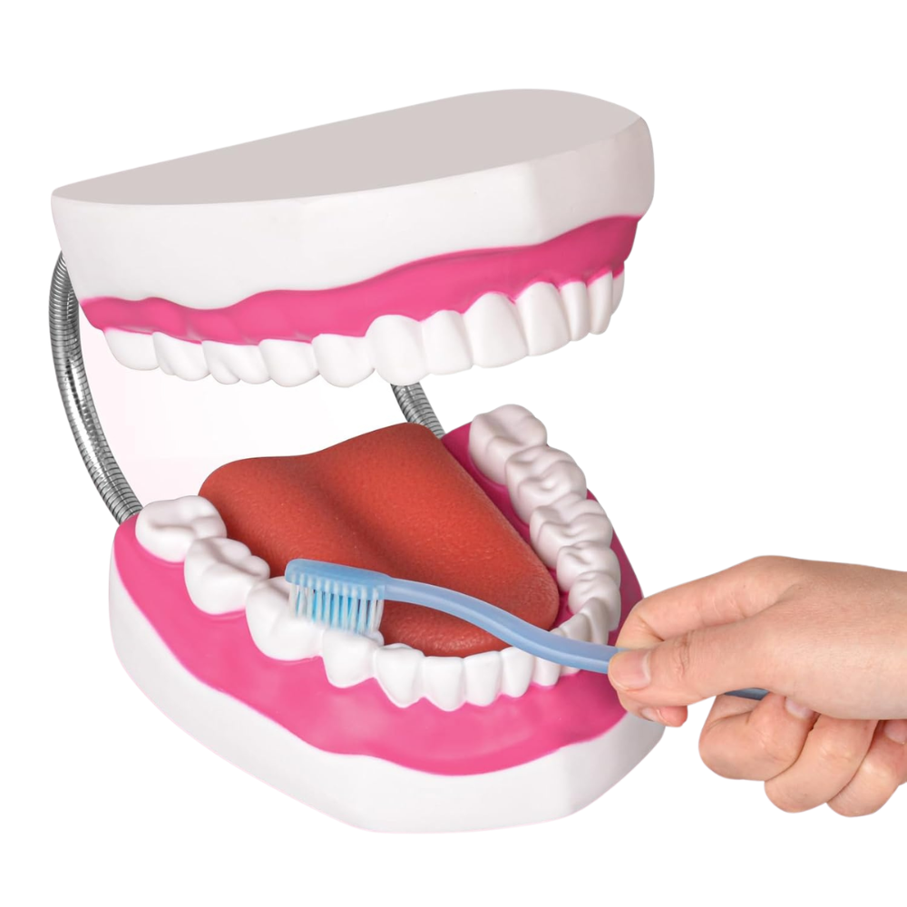 Dental Model for Oral Hygiene and Toothbrushing Demonstration