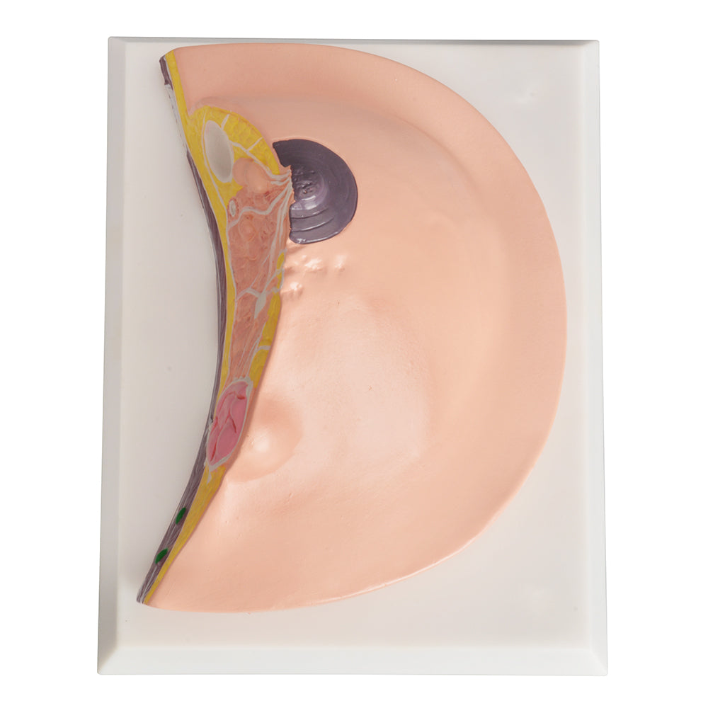 Desktop Breast Model for Health Education