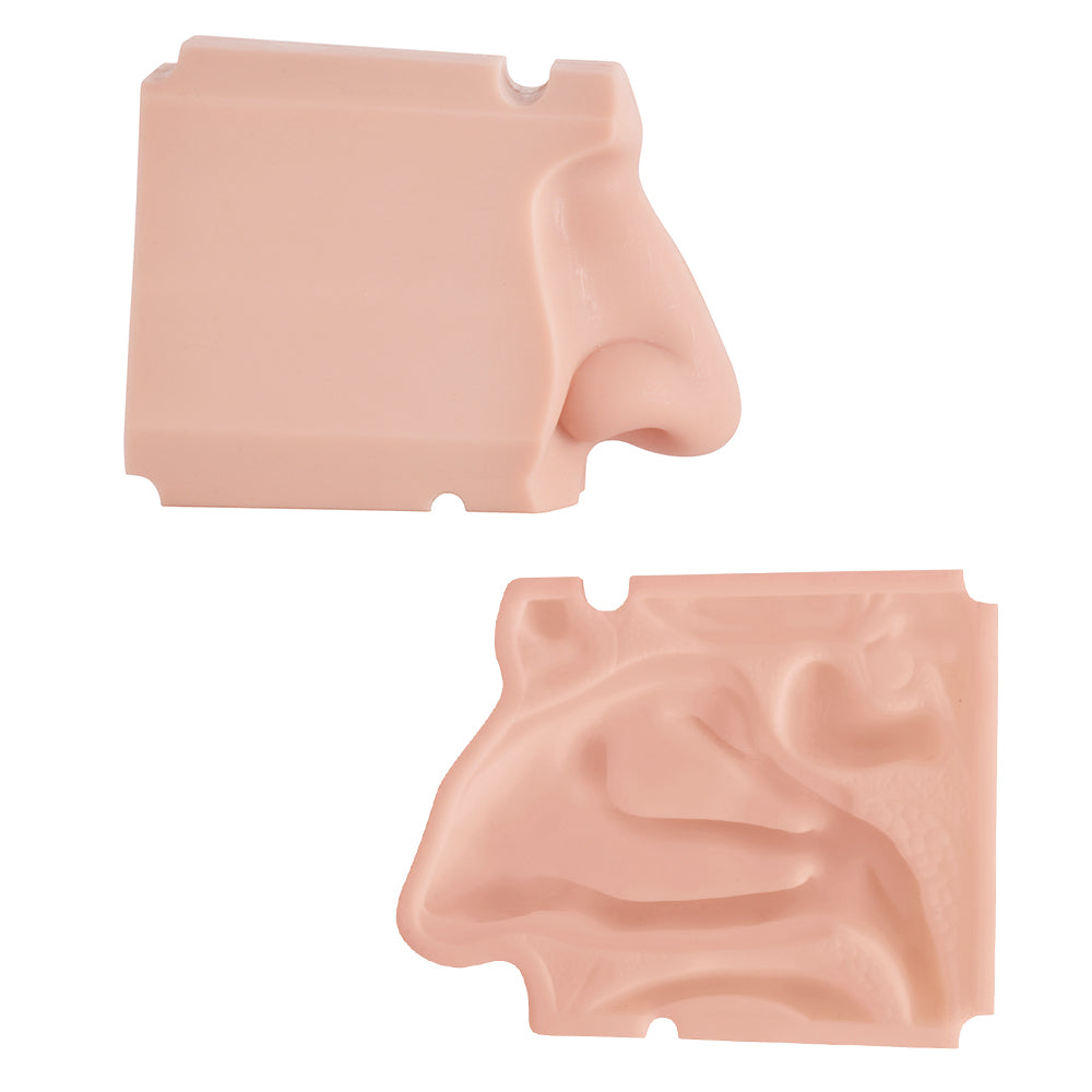 Detachable Nasal Cavity Model Showing Internal Structures Clearly