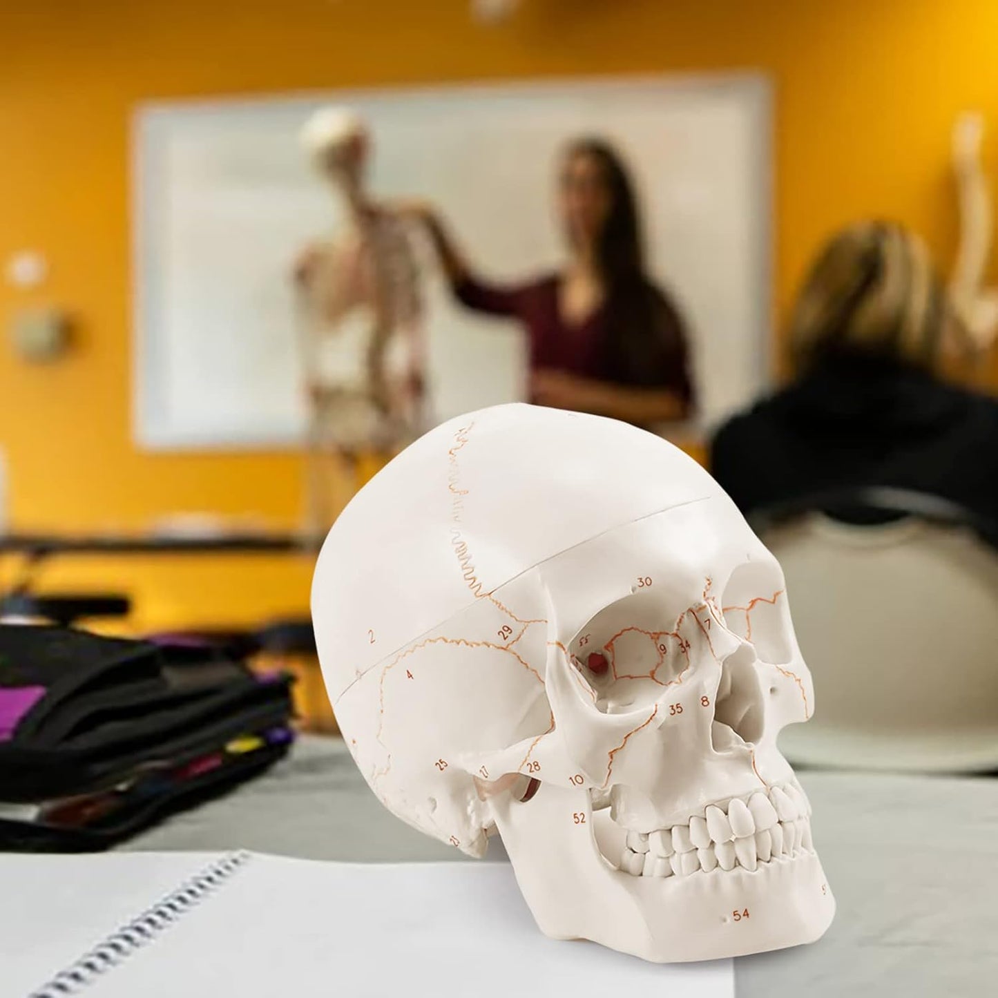 Detailed Anatomy Skull Model For Medical Training