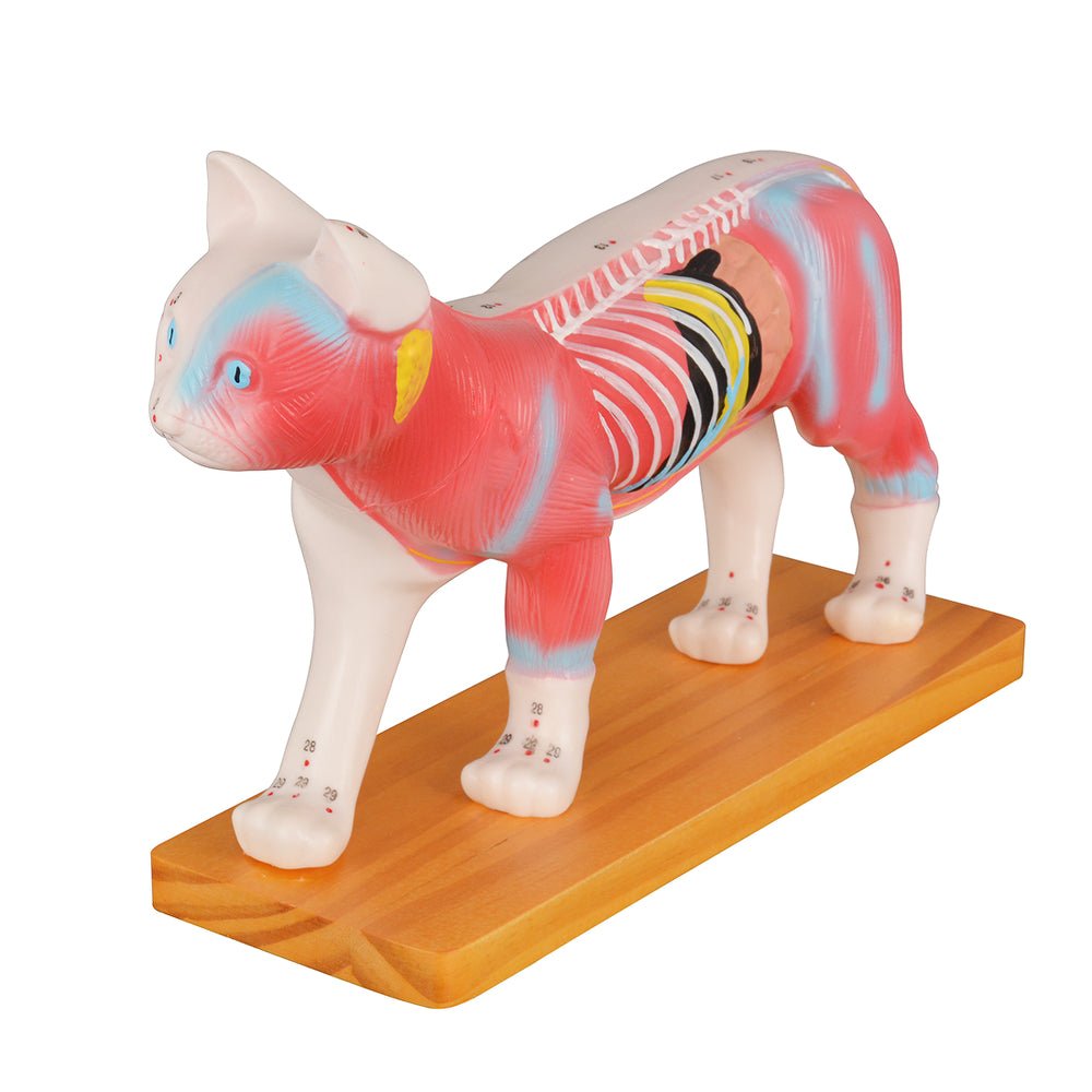 Detailed Cat Muscles Spine And Organs