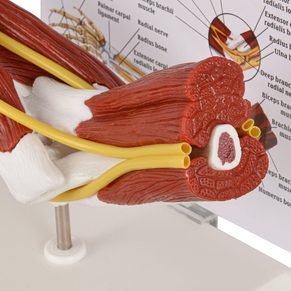 Detailed Right Elbow Muscles And Ligaments