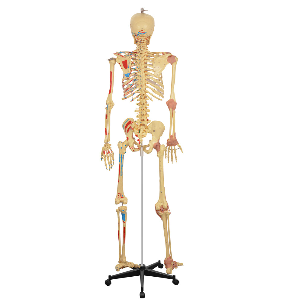 Detailed Spine and Ligament Anatomy of Skeleton Model