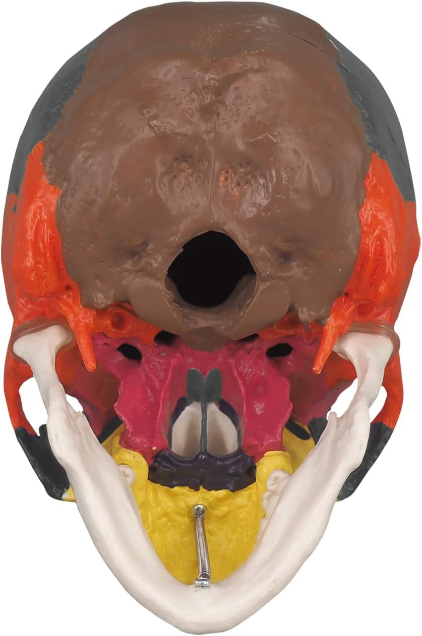 Detailed View of Skull Model Bottom Structure