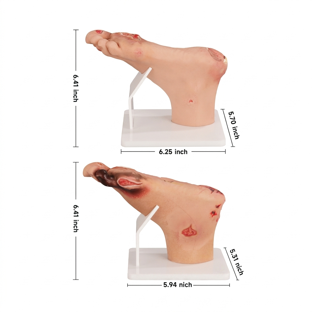 Diabetic Foot Model Size Reference