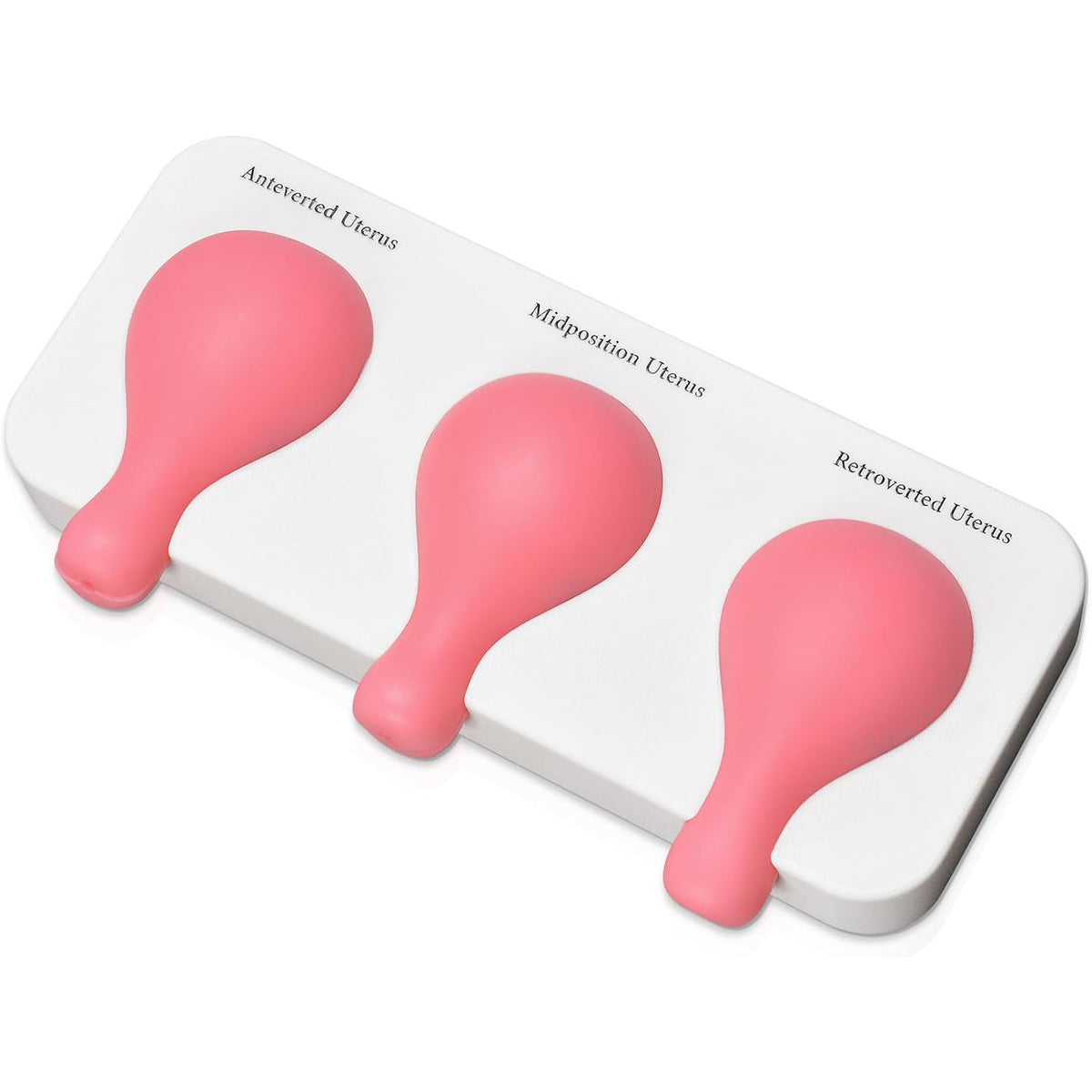 Dilation and Curettage Simulator (D&C) with 3 Uterus Positions