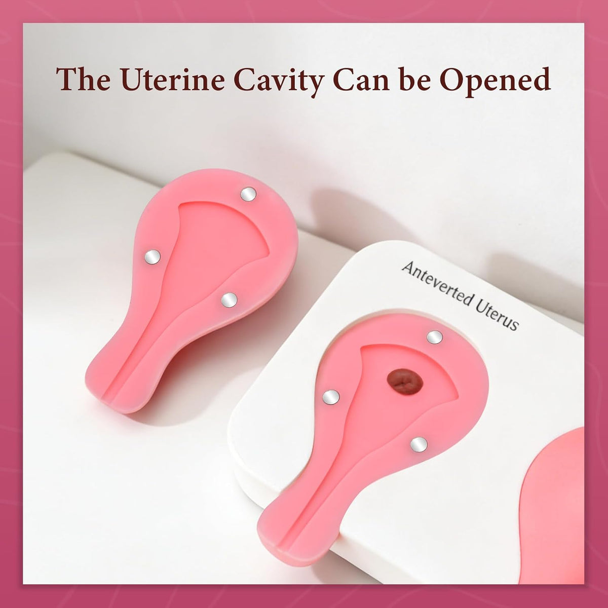 Dilation and Curettage Simulator (D&C) with 3 Uterus Positions