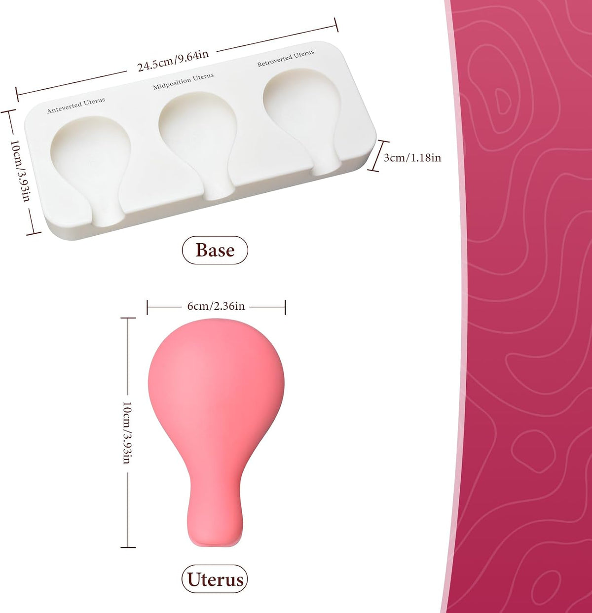 Dilation and Curettage Simulator (D&C) with 3 Uterus Positions