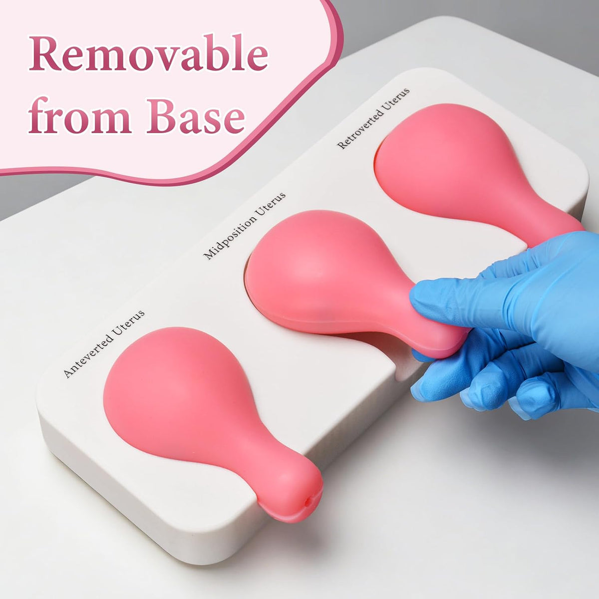 Dilation and Curettage Simulator (D&C) with 3 Uterus Positions