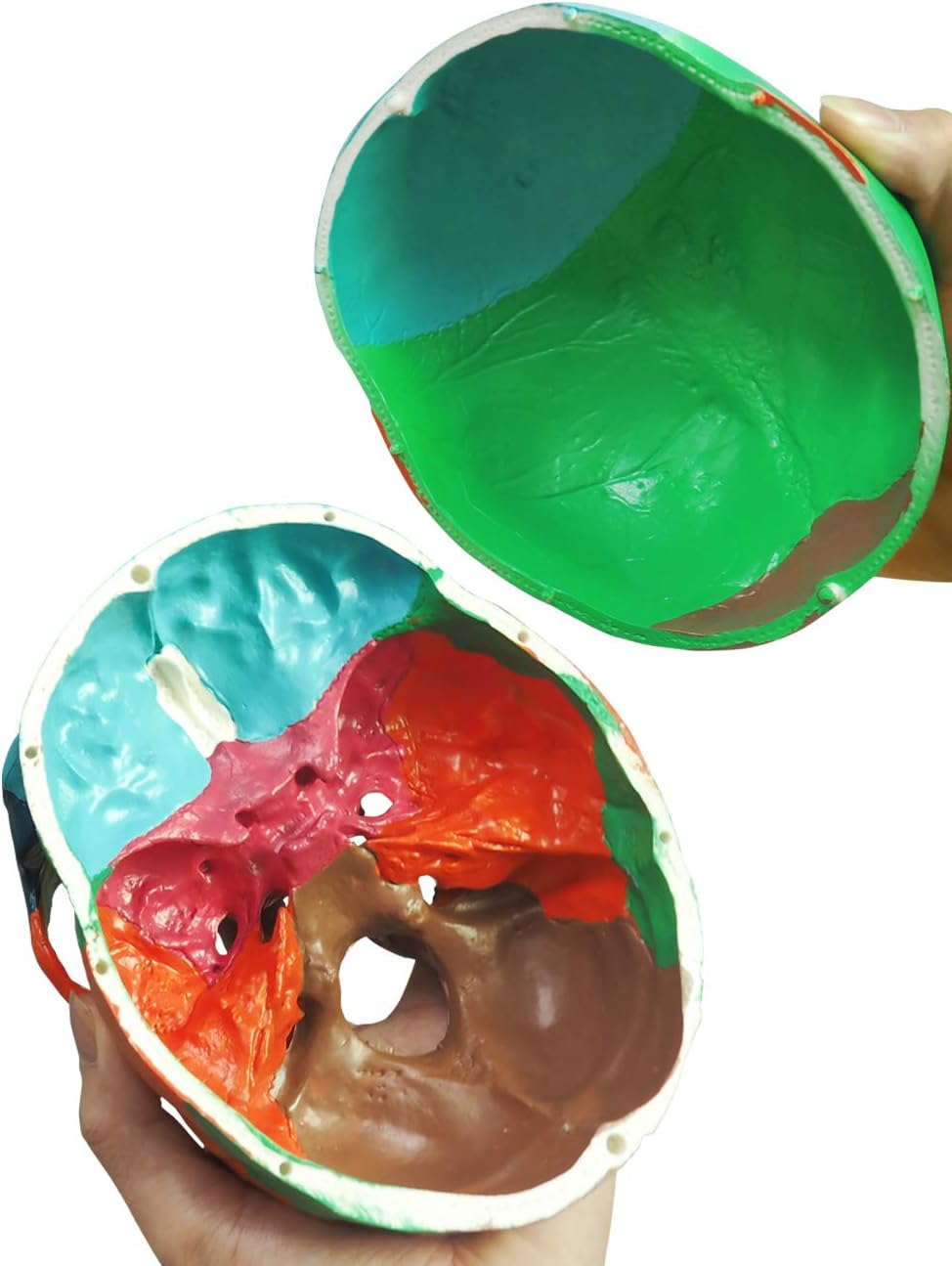 Disassembled Skull Showing Calvaria Base And Mandible