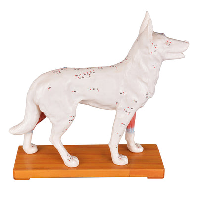 Dog Acupuncture Model with 72 Canine Acupuncture Points