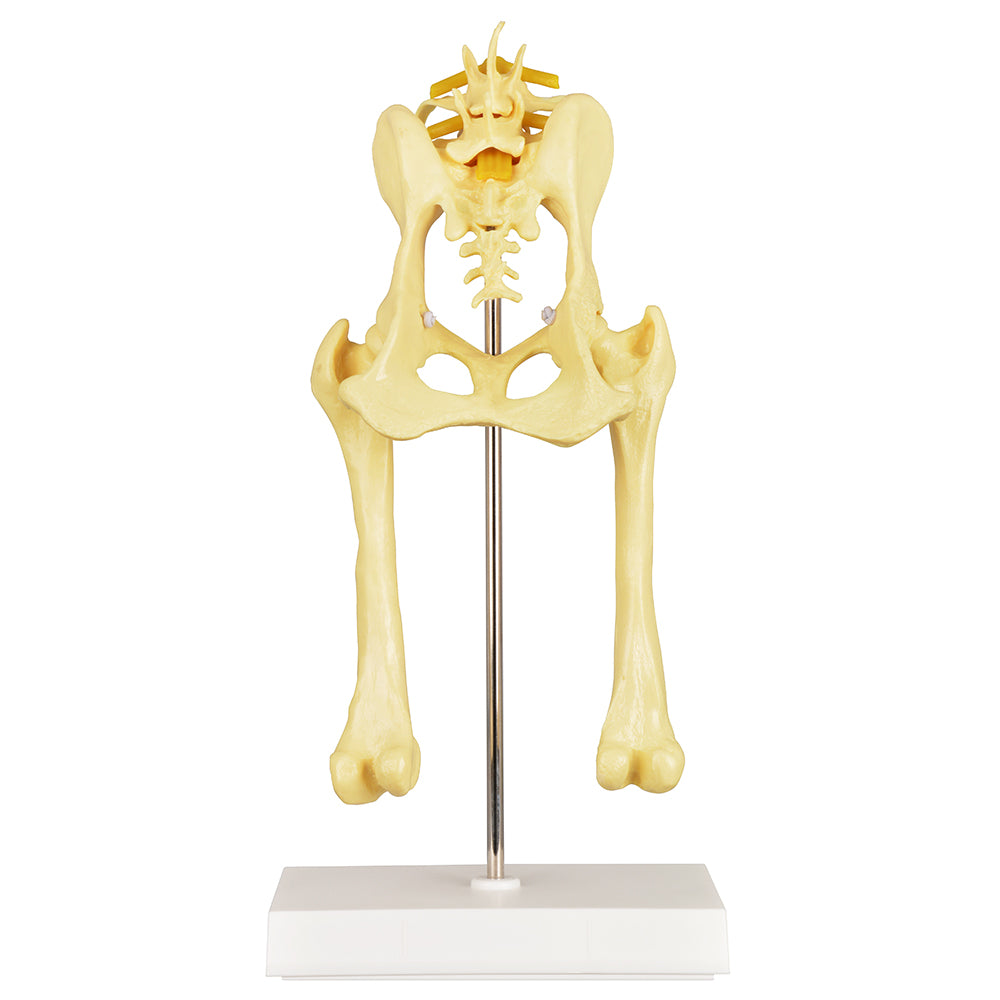 Dog Pelvis Hip Model