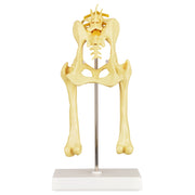 Dog Pelvis Hip Model
