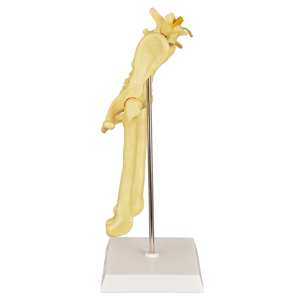 Dog Pelvis Model For Veterinary Anatomy Training