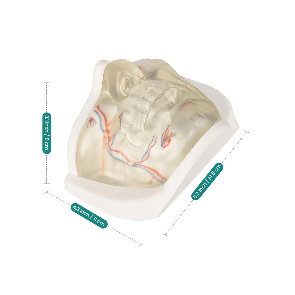 Dummy Face Dimensions And Size Information