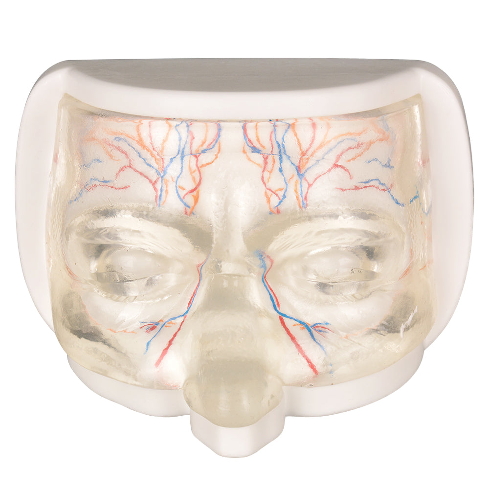 Dummy Face Showing Facial Veins And Nerves