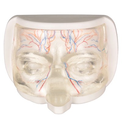 Dummy Face Showing Facial Veins And Nerves
