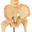 Durable PVC Infant Skeleton for Anatomy Education