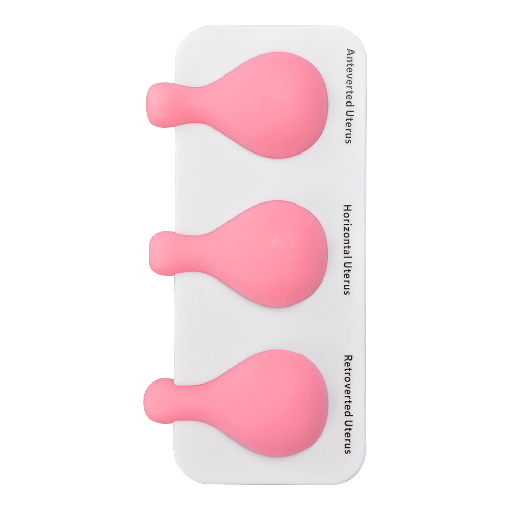 Early Pregnancy Uterus Model For Medical DC Training