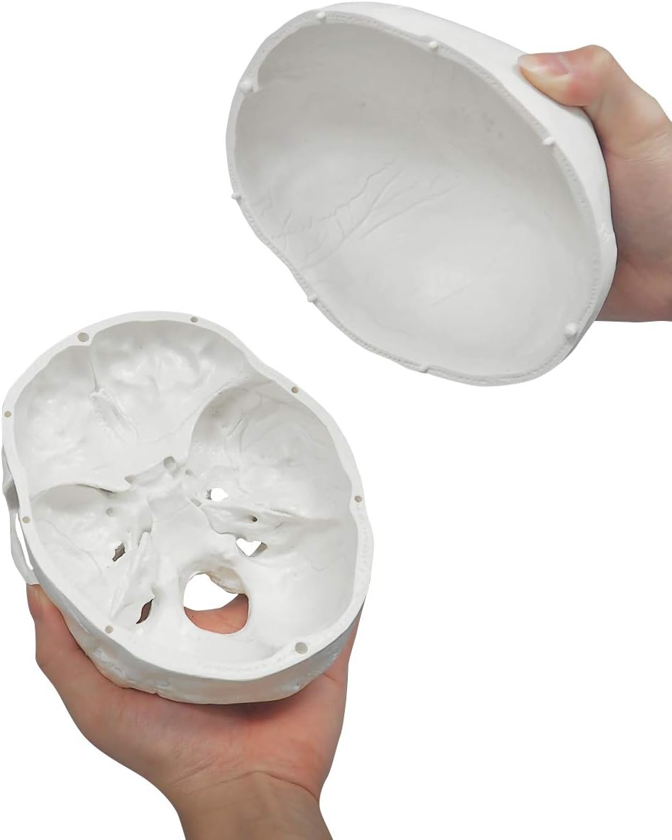 Easily Detachable And Reattachable Skull Model For Interactive Learning