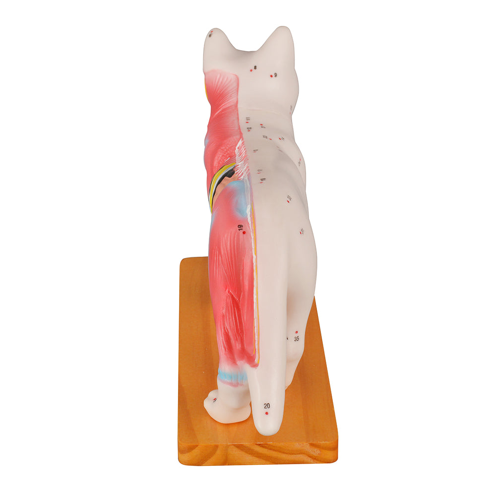 Educational Cat Model For Veterinary Courses