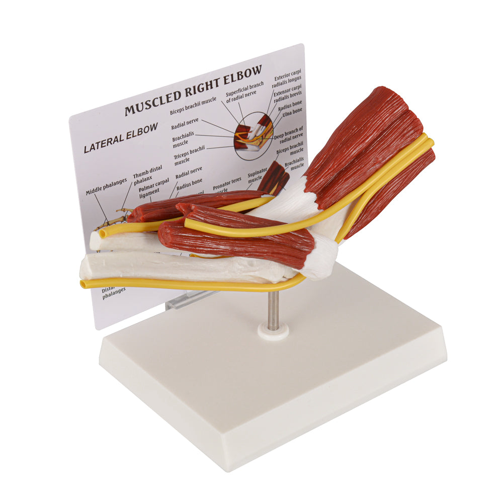 Educational Elbow Muscle Replica for Medical Training