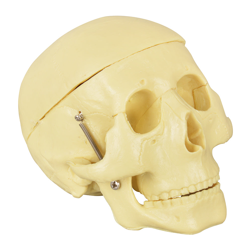 Educational Human Skull And Brain Model For Clinical Teaching