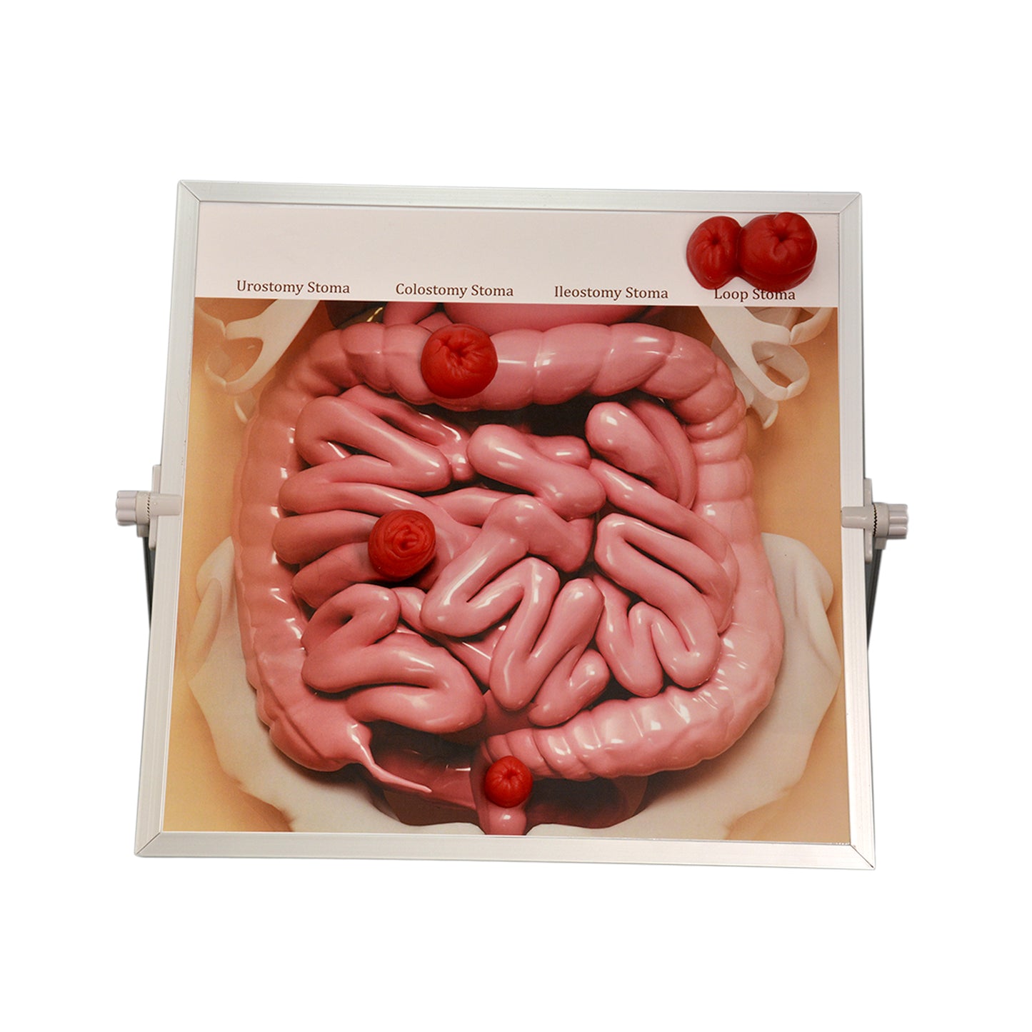 Educational Ostomy Care Trainer