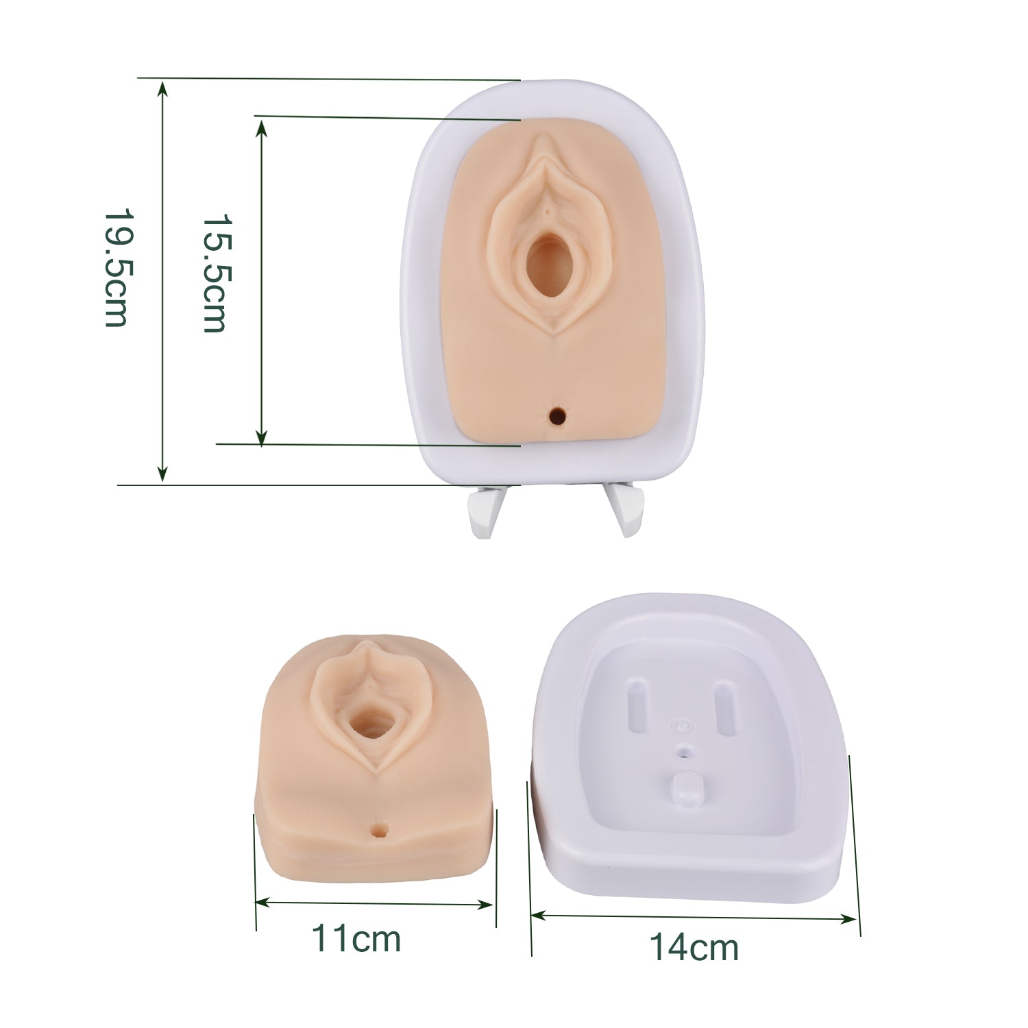 Episiotomy and Perineal Laceration Suturing Trainer with Adjustable Stand