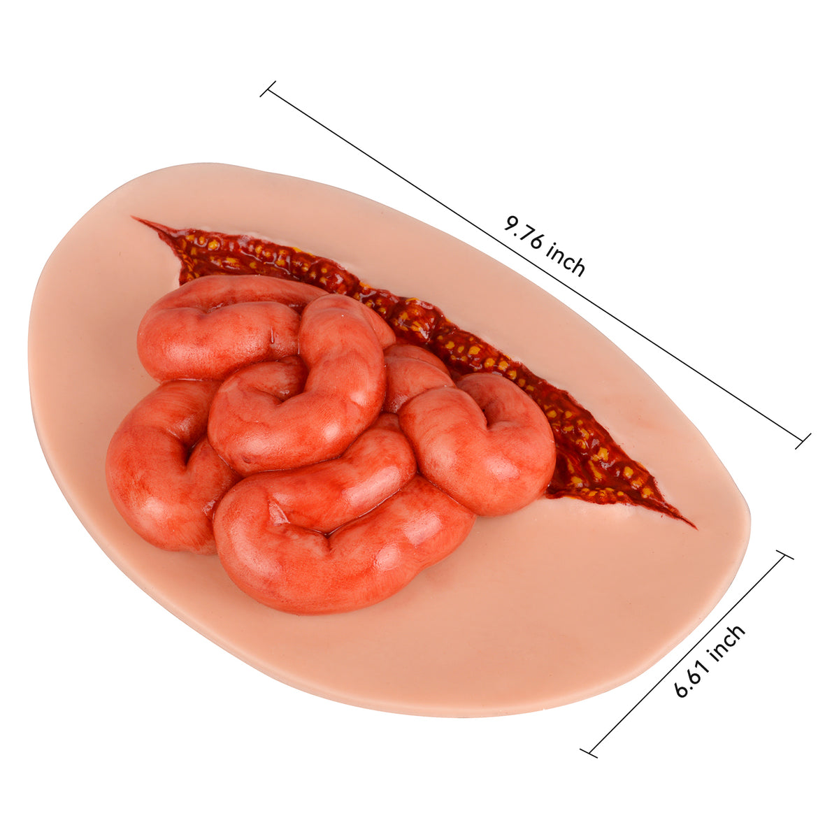 Exposed Bowel Abdominal Evisceration Wound Trainer
