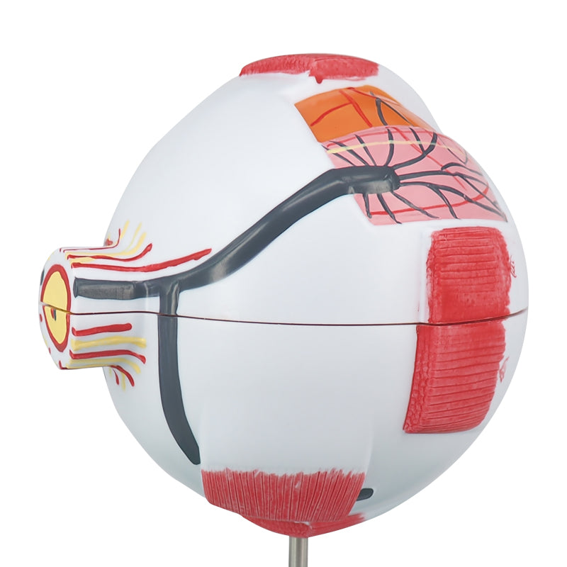 Eye Anatomy Model For Teaching
