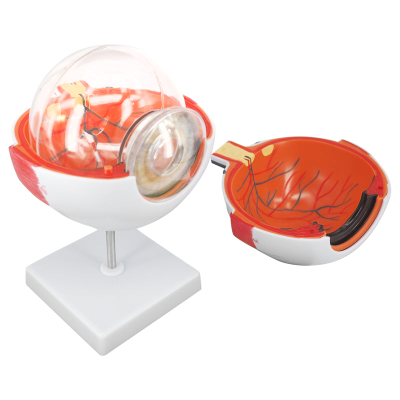 Eye Model For Patient Communication