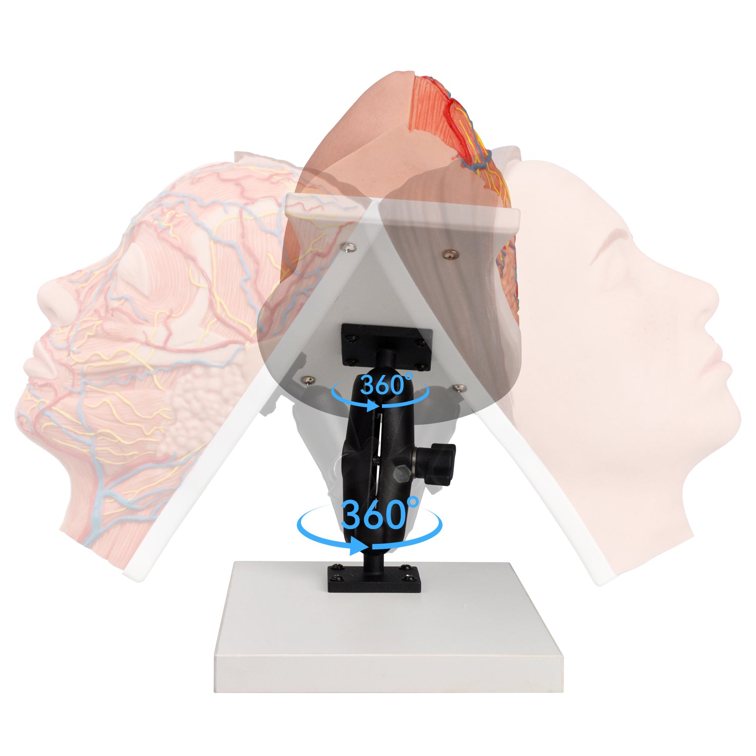 Facial Injection Manikin 360 Degree Rotating Stand