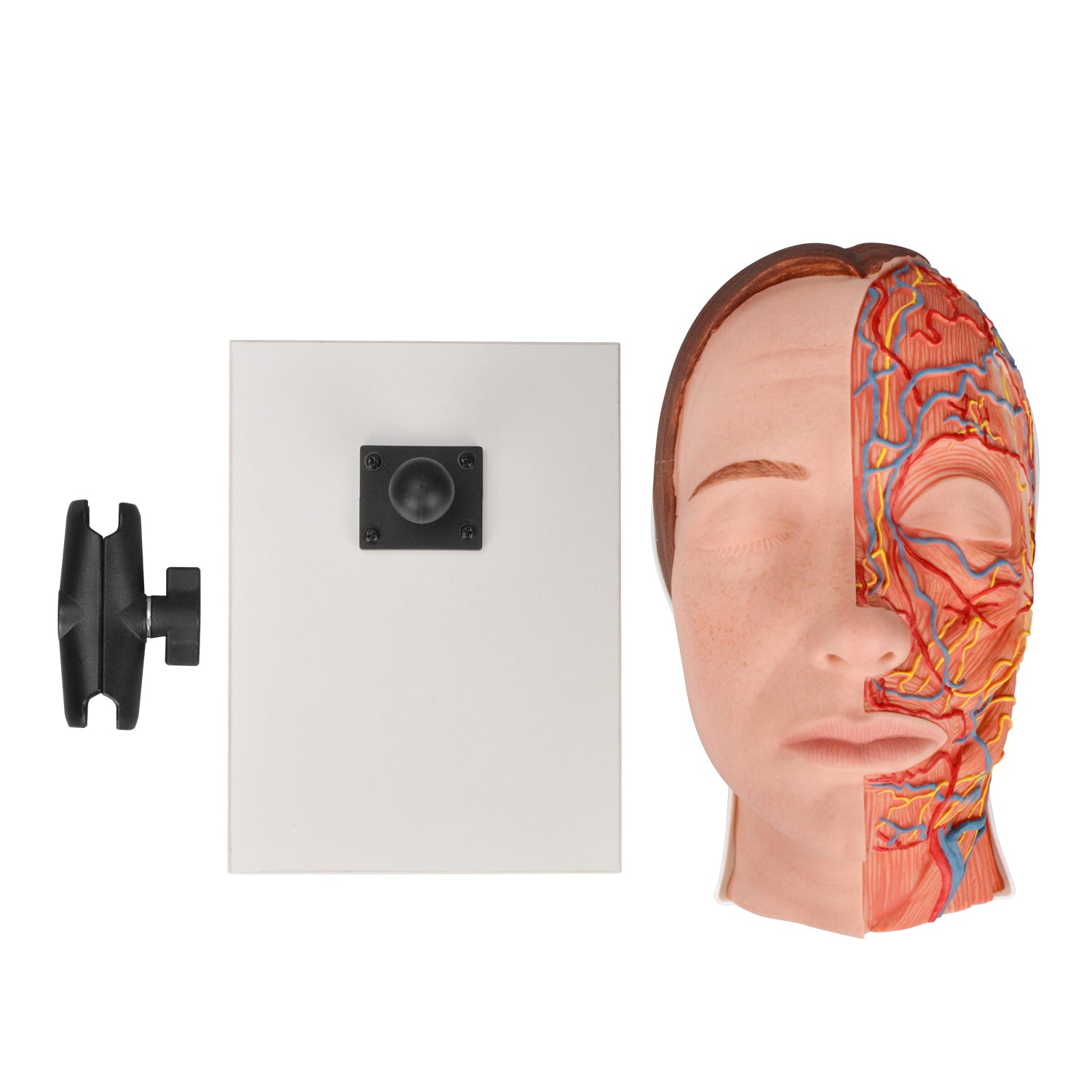 Facial Injection Training Model Modular Design